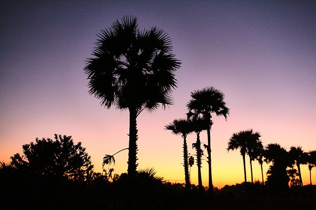 Unduh gratis Palm Trees Sunset Tropical - foto atau gambar gratis untuk diedit dengan editor gambar online GIMP