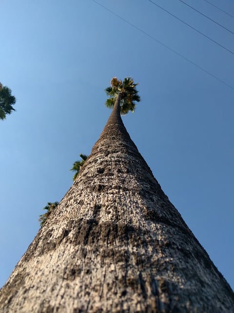 Free graphic palm tree tree trunk wood sky to be edited by GIMP free image editor by OffiDocs