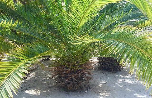 Free picture Palm Tree Tropical -  to be edited by GIMP free image editor by OffiDocs