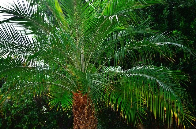 Template Photo Palm Tree Tropical Desert -  for OffiDocs