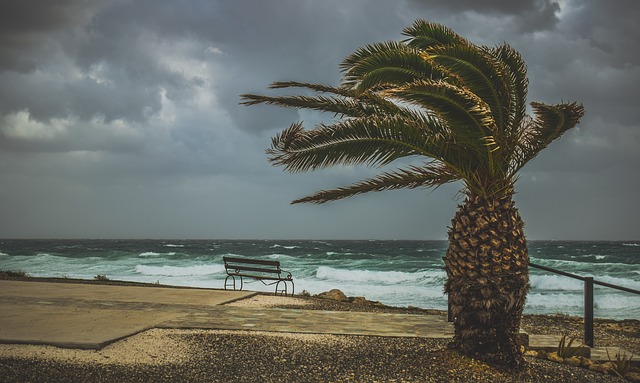 Free download Palm Tree Wind Windy free photo template to be edited with GIMP online image editor