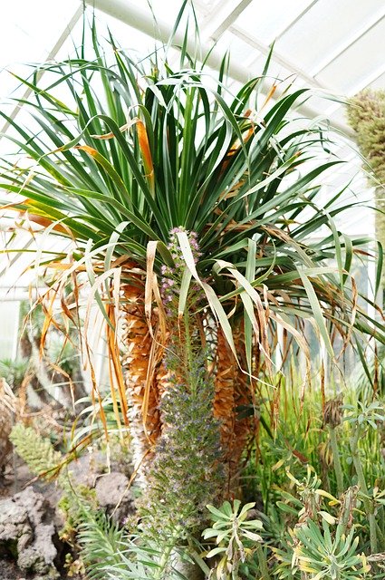 Безкоштовно завантажте Palm Tropics Flower — безкоштовну фотографію чи зображення для редагування за допомогою онлайн-редактора зображень GIMP