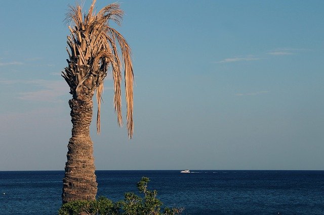 تنزيل Palm Withers Sea مجانًا - صورة مجانية أو صورة لتحريرها باستخدام محرر الصور عبر الإنترنت GIMP