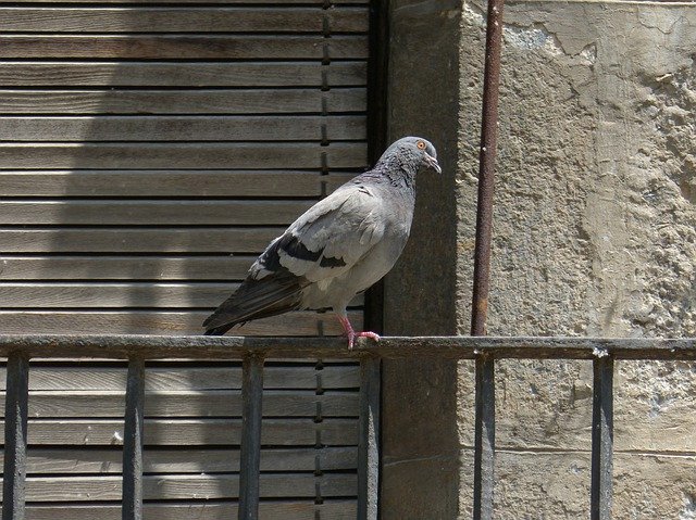 Téléchargement gratuit de Paloma Blind Balcony - photo ou image gratuite à éditer avec l'éditeur d'images en ligne GIMP