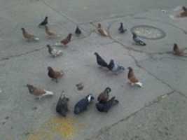 Free download PALOMAS DE VILLA CARO free photo or picture to be edited with GIMP online image editor