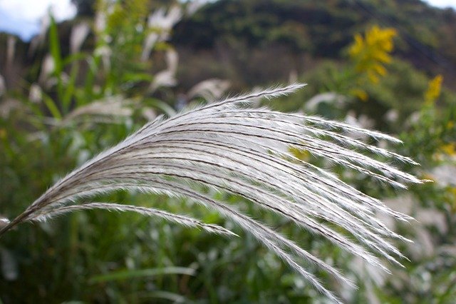 Download gratuito di Pampas Grass Japan Susuki: foto o immagine gratuita da modificare con l'editor di immagini online GIMP