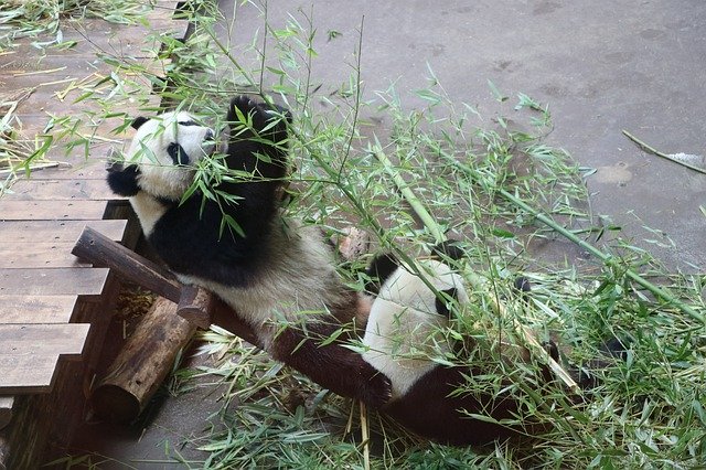 Muat turun percuma Panda Animal Wild - foto atau gambar percuma untuk diedit dengan editor imej dalam talian GIMP