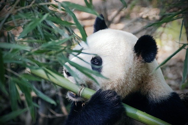 Free picture Panda Bear China -  to be edited by GIMP free image editor by OffiDocs