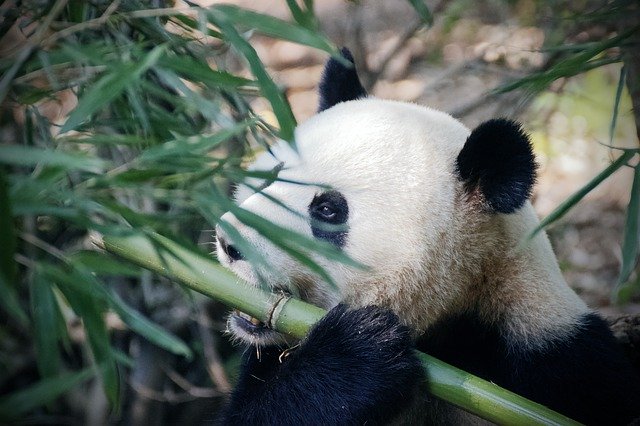 Free download Panda Bear China -  free photo or picture to be edited with GIMP online image editor