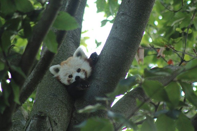 Unduh gratis Panda Bear Kleiner Cute - foto atau gambar gratis untuk diedit dengan editor gambar online GIMP