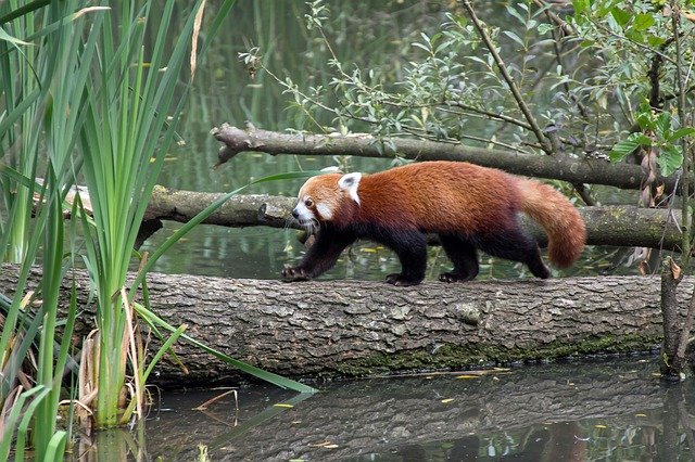 تنزيل Panda Bear Mammal مجانًا - صورة أو صورة مجانية ليتم تحريرها باستخدام محرر الصور عبر الإنترنت GIMP