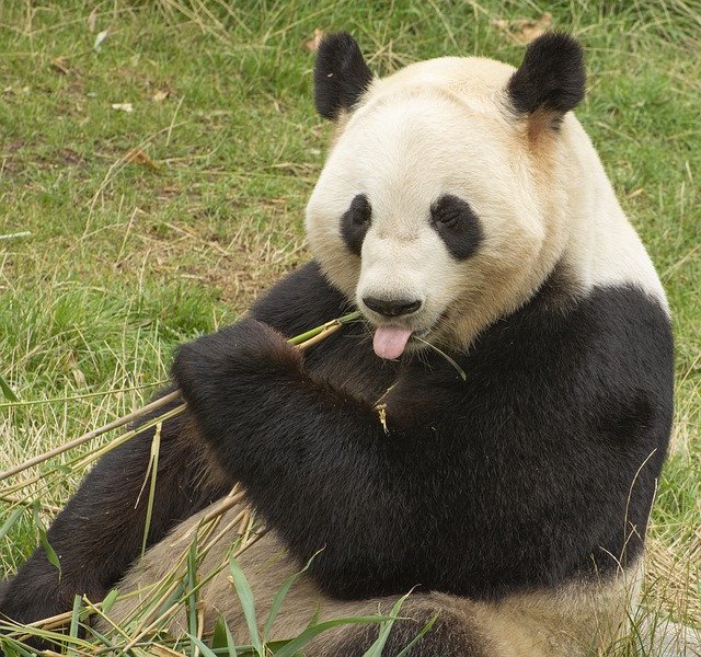 Безкоштовно завантажте Panda Bjørn Bamboo - безкоштовне фото або зображення для редагування за допомогою онлайн-редактора зображень GIMP