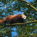 Panda blushes white  screen for extension Chrome web store in OffiDocs Chromium