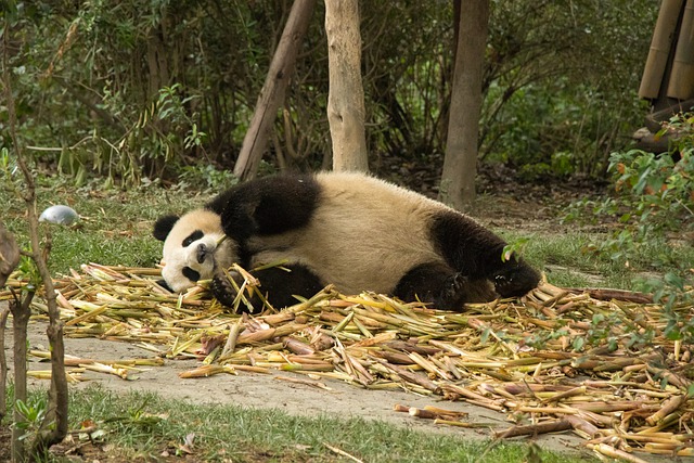 Free download panda lying down giant panda free picture to be edited with GIMP free online image editor