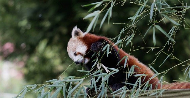 Bezpłatne pobieranie Panda Red Cute - bezpłatne zdjęcie lub obraz do edycji za pomocą internetowego edytora obrazów GIMP