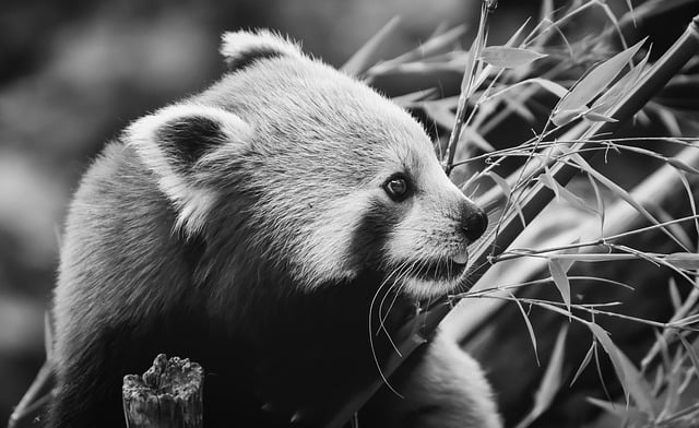 Free download panda red panda nature animal free picture to be edited with GIMP free online image editor