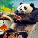 Panda Relaxing in Autumn  screen for extension Chrome web store in OffiDocs Chromium