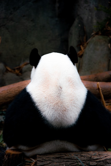 Free download panda singapore zoo back night free picture to be edited with GIMP free online image editor