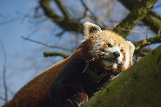Free download Panda Small Mammal -  free photo or picture to be edited with GIMP online image editor