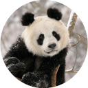 Panda Wallpaper New Tab  screen for extension Chrome web store in OffiDocs Chromium