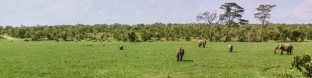 Free download panorama elephants buffalo swamp free picture to be edited with GIMP free online image editor