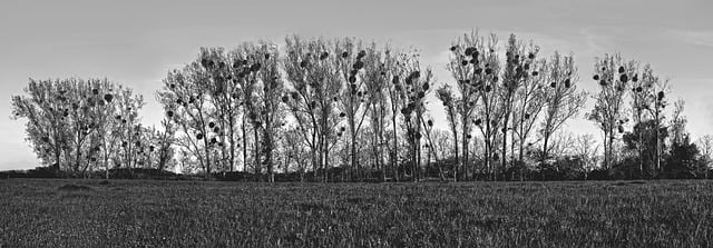 Free download panorama mistletoe landscape rural free picture to be edited with GIMP free online image editor