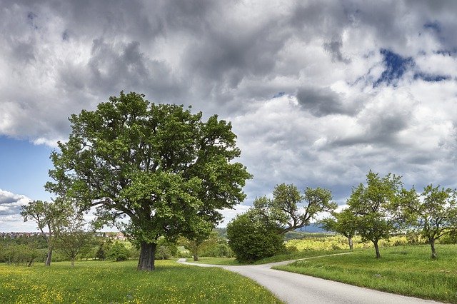 Free download Panorama Tree Spring -  free photo or picture to be edited with GIMP online image editor