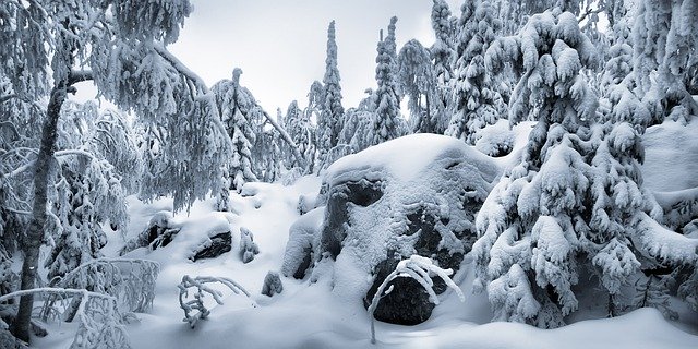 Muat turun percuma Panorama Winter Forest - foto atau gambar percuma untuk diedit dengan editor imej dalam talian GIMP