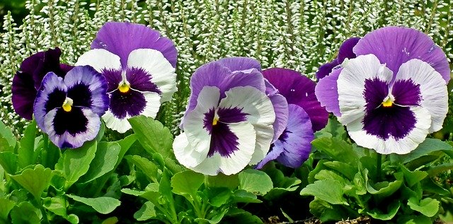 Download gratuito Pansies Flowers Modello di foto gratuito colorato da modificare con l'editor di immagini online di GIMP