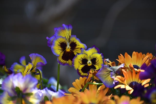 Free download pansies flowers garden bloom free picture to be edited with GIMP free online image editor