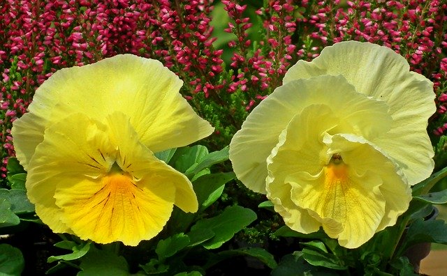 تنزيل Pansies Flowers Yellow - صورة مجانية أو صورة مجانية ليتم تحريرها باستخدام محرر الصور عبر الإنترنت GIMP
