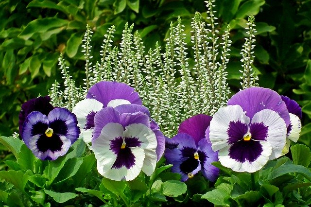 Free download Pansies Heathers Flowers -  free photo or picture to be edited with GIMP online image editor