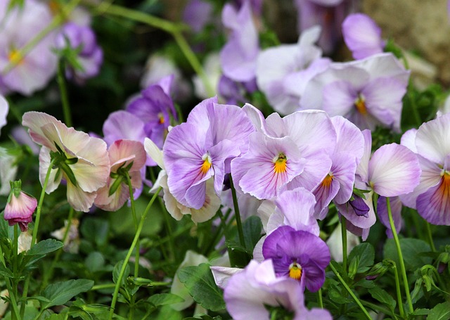 Free download pansies summer flowers flowers free picture to be edited with GIMP free online image editor