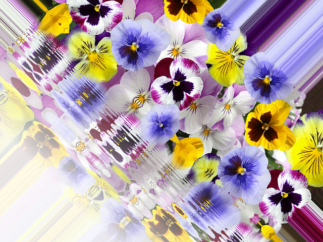 Free download Pansy 400–500 Spring -  free illustration to be edited with GIMP free online image editor