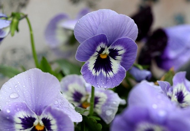 Free download Pansy Blue Flower -  free photo or picture to be edited with GIMP online image editor