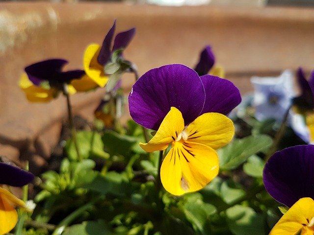 Free download Pansy Flower Blossom -  free photo or picture to be edited with GIMP online image editor