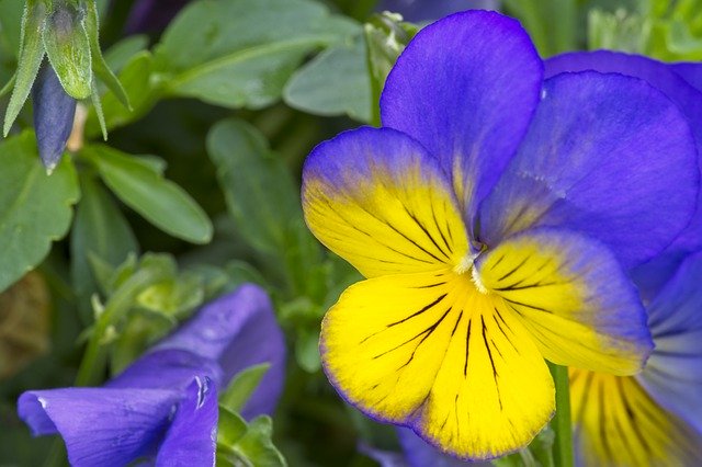 Free download Pansy Flower Blue -  free photo or picture to be edited with GIMP online image editor