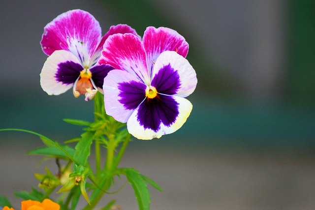 Template Photo Pansy Flower Nature -  for OffiDocs