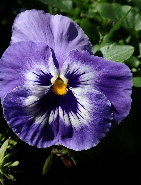 Baixe grátis Pansy Flower Purple - foto ou imagem gratuita para ser editada com o editor de imagens online GIMP