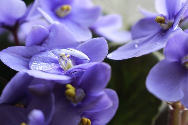 Free download pansy flowers plants petals garden free picture to be edited with GIMP free online image editor