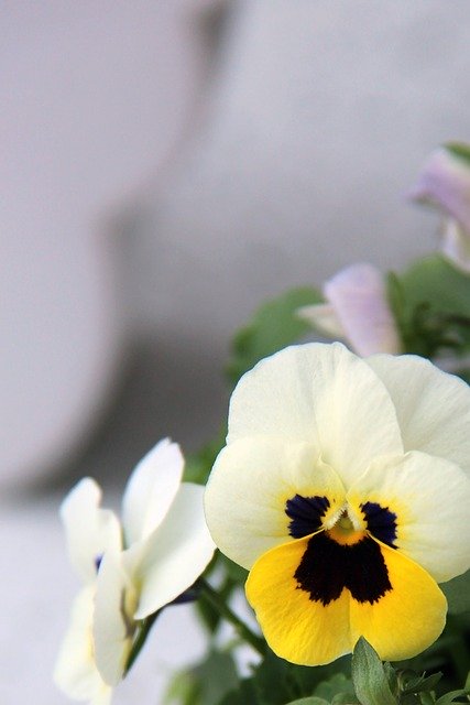 Free download Pansy Flower Spring -  free photo or picture to be edited with GIMP online image editor