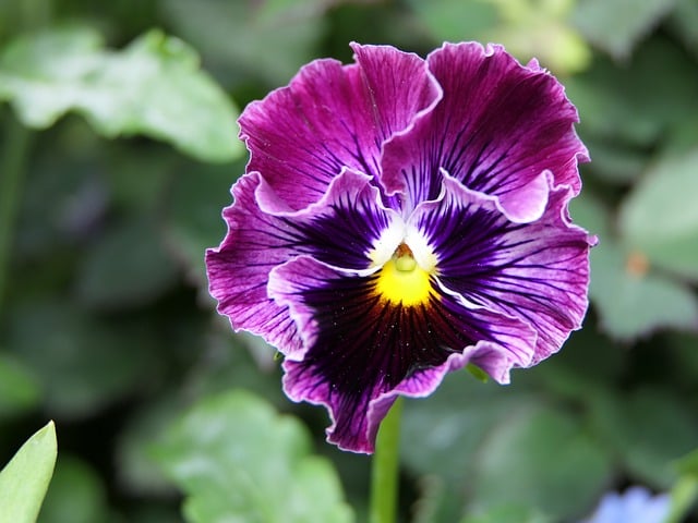 Free download pansy flower spring garden plant free picture to be edited with GIMP free online image editor