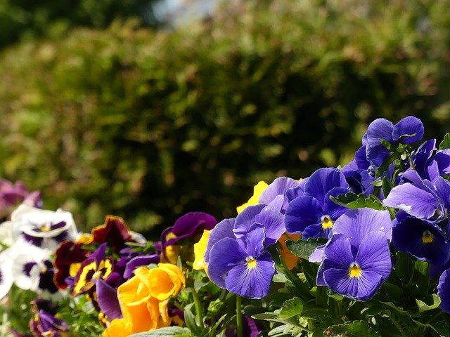 Scarica gratuitamente Pansy Garden Flowers: foto o immagine gratuita da modificare con l'editor di immagini online GIMP