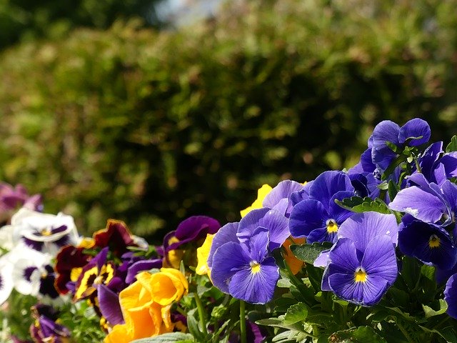 Tải xuống miễn phí Pansy Garden Flowers - ảnh hoặc ảnh miễn phí được chỉnh sửa bằng trình chỉnh sửa ảnh trực tuyến GIMP