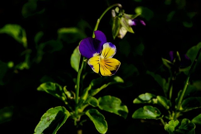 Free download Pansy Garden Yellow -  free photo or picture to be edited with GIMP online image editor