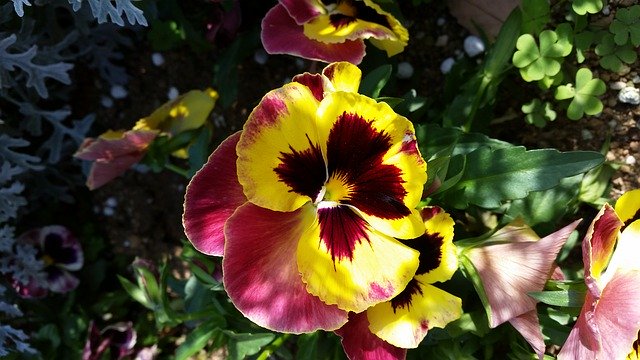 Free download Pansy Nature Flower -  free photo or picture to be edited with GIMP online image editor