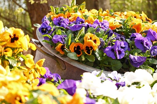 Free download Pansy Spring Garden -  free photo or picture to be edited with GIMP online image editor