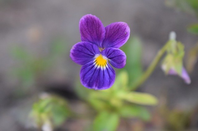 Free download Pansy Summer Garden -  free photo or picture to be edited with GIMP online image editor