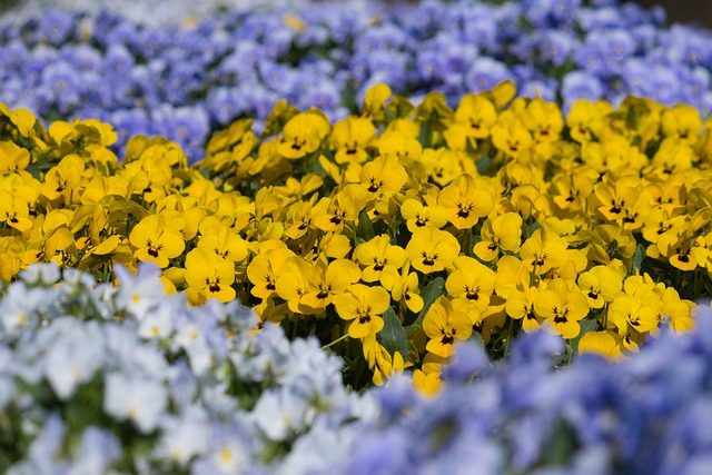 Free download pansy violet flower bed free picture to be edited with GIMP free online image editor