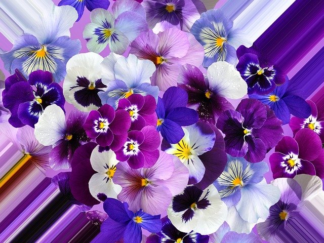 Free download Pansy Violet Plant Purple -  free illustration to be edited with GIMP free online image editor